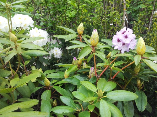 Egzotyczne rośliny, które można uprawiać w domu lub ogrodzie/ rododendron różanecznik